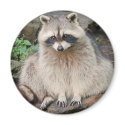 Raccoon magnets