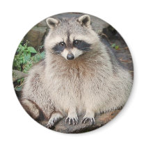 Raccoon magnets