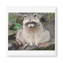 Raccoon magnets by Precious_Prints Raccoon magnets