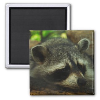 Raccoon magnet