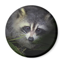Raccoon Magnet