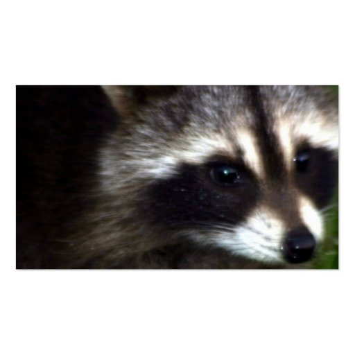 Raccoon Mask Business Cards (back side)