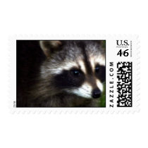 Raccoon Mask  Postage Stamp