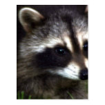 Raccoon Mask Postcard