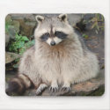 Raccoon mousepads
