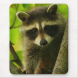 animal lover, animal, cute animal, cute animals,