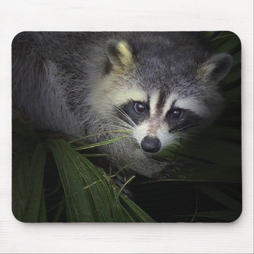 Raccoon Mousepad Zazzle