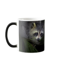 Raccoon Mug