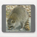 Raccoon on Rock Mousepad by CarolsCamera Raccoon on Rock Mousepad