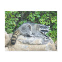 Raccoon on rock Postcard postcard