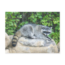 Raccoon on rock Postcard