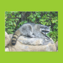 Raccoon on rock Postcard