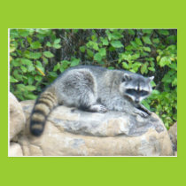 Raccoon on rock Postcard postcards