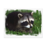 Raccoon Photo Postcard