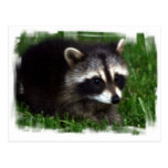 Raccoon Photo Postcard