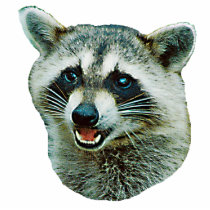 Raccoon Photo Sculpture photo sculptures