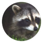 Raccoon Photo Stickers