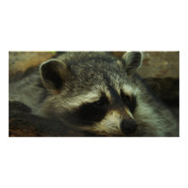 Raccoon Picture Card