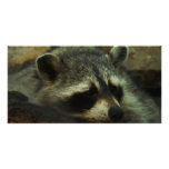 Raccoon Picture Card