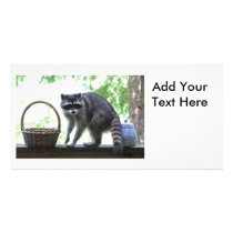 Raccoon Picture Photo Cards