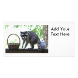 Raccoon Picture Photo Cards