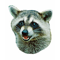 Raccoon Picture Ringer T-Shirt