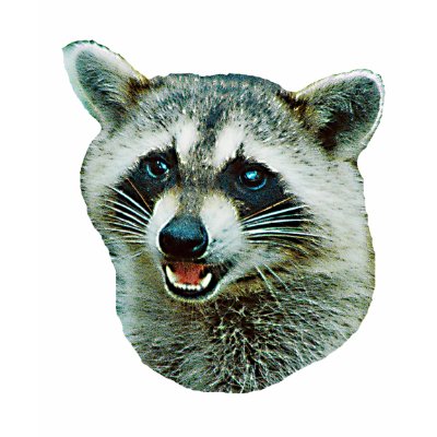 Raccoon Picture Ringer T-Shirt by kphotos