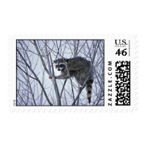 Raccoon Postage Stamps