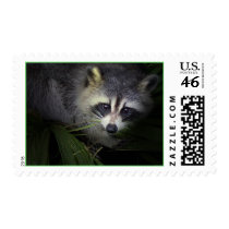 Raccoon Postage