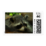 Raccoon postage