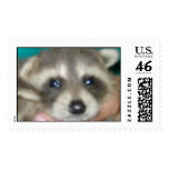 Raccoon postage