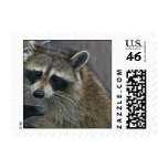 Raccoon postage