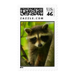 Raccoon Stamps