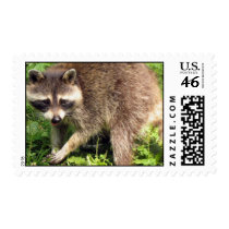 Raccoon Postage Stamp