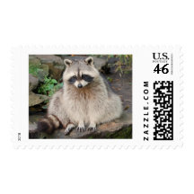 Raccoon Postage Stamp