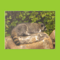 Raccoon Postcard postcards