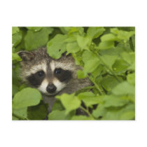 Raccoon postcards by muskrat74 Raccoon postcards