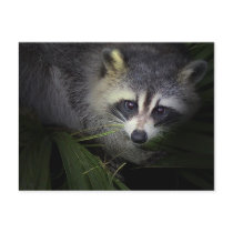 Raccoon Postcard