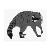 Raccoon postcards