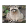 Raccoon Postcard Raccoon Postcard