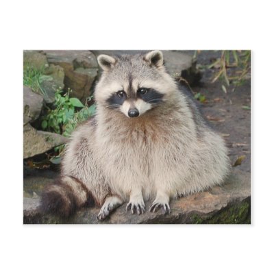 Raccoon Postcard by Precious_Prints
