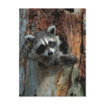 Raccoon Postcard