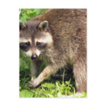 Raccoon Postcard