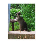 Raccoon  Postcard