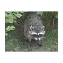 Raccoon Post Cards