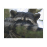 Raccoon Postcard