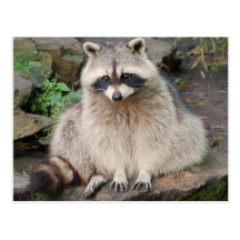 Raccoon Postcard