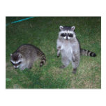 Raccoon Postcard