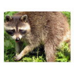 Raccoon Postcard