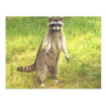 Raccoon Postcard